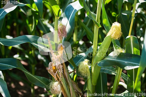 Image of corn cob on a field in summer