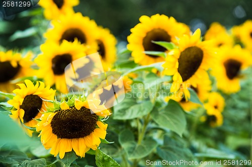 Image of field of blooming sunflowers