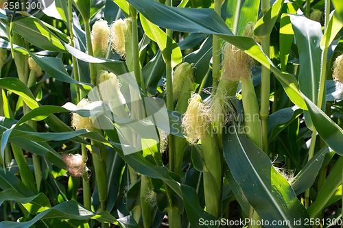 Image of corn cob on a field in summer