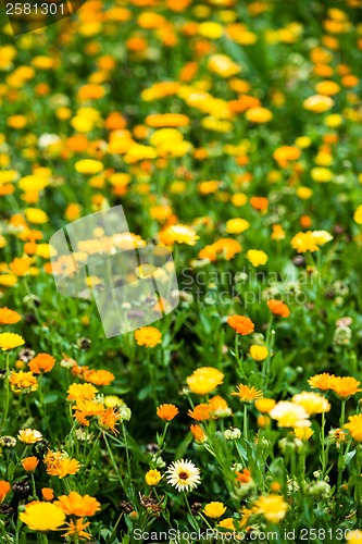 Image of Wild flowers