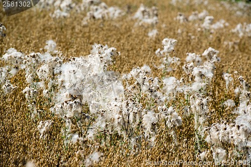 Image of Flowering cotton grass