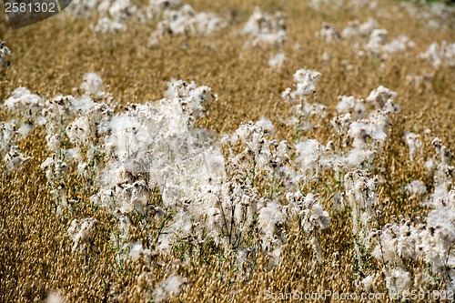 Image of Flowering cotton grass