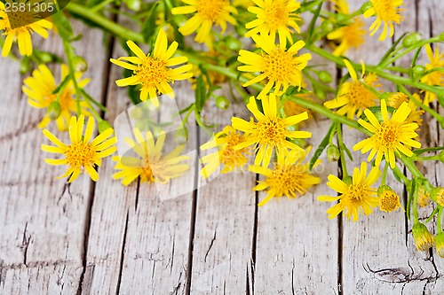 Image of wild yellow flowers