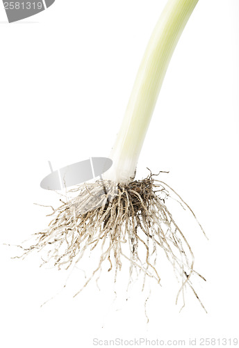 Image of Leek white isolated