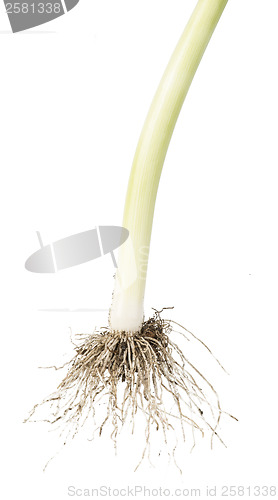 Image of Leek white isolated