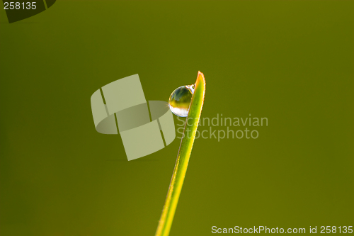 Image of Dew drop