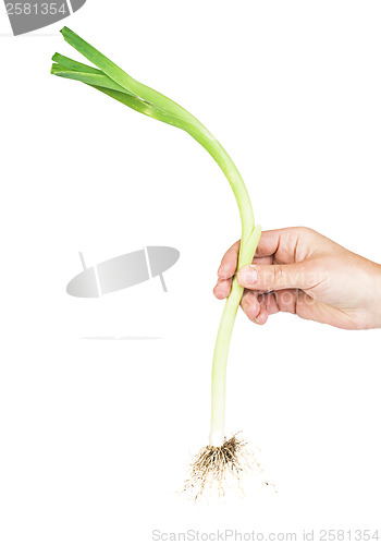 Image of Leek white isolated