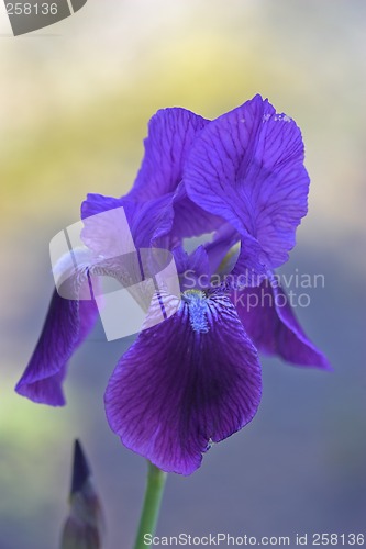 Image of Closeup of a flower