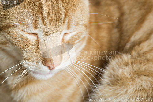 Image of Sleeping orange cat