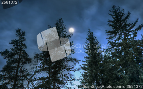 Image of Pines at night in the woods. Moon night