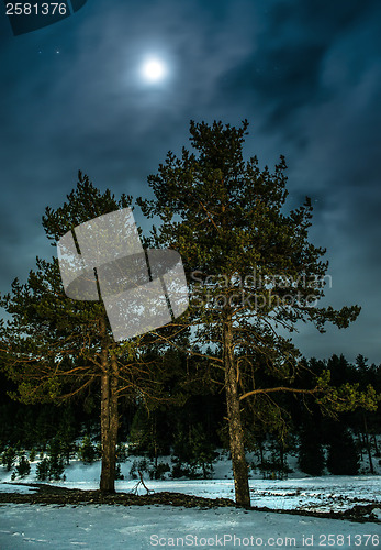 Image of Pines at night in the woods. Moon night