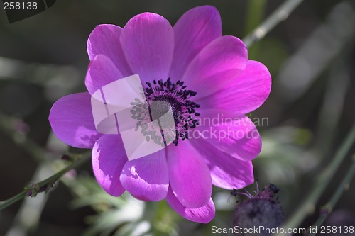 Image of Closeup of a flower