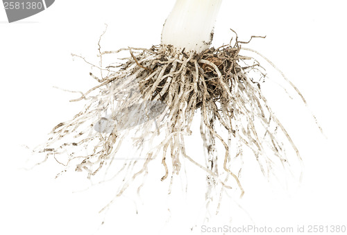 Image of Leek white isolated