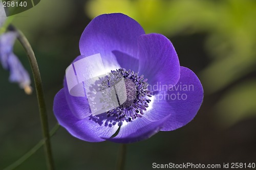 Image of Closeup of a flower