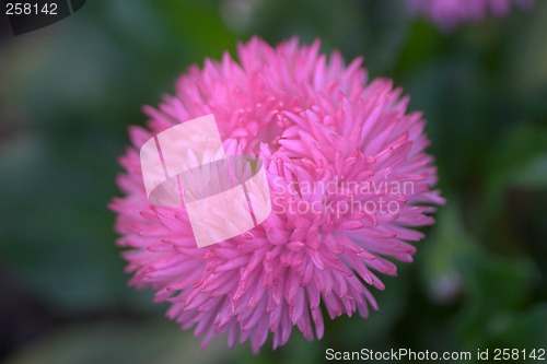 Image of Closeup of a flower