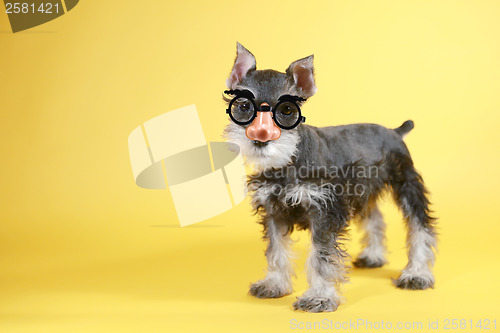 Image of Little Goofy Minuature Schnauzer Puppy Dog