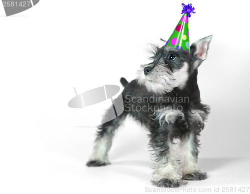 Image of Birthday Hat Wearing Miniature Schnauzer Puppy Dog on White