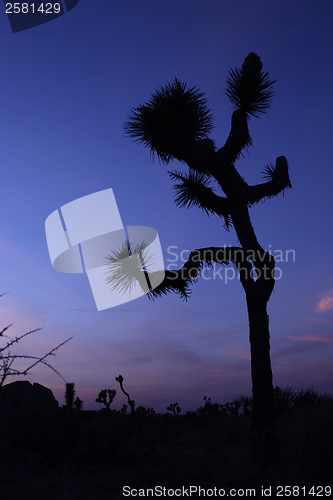 Image of Beautiful Joshua Tree Silhouette at Dusk