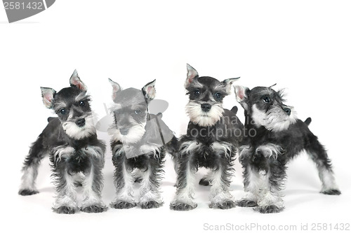 Image of Cute Baby Miniature Schnauzer Puppy Dog on White