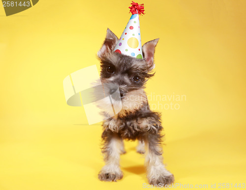 Image of Little Minuature Schnauzer Puppy Dog