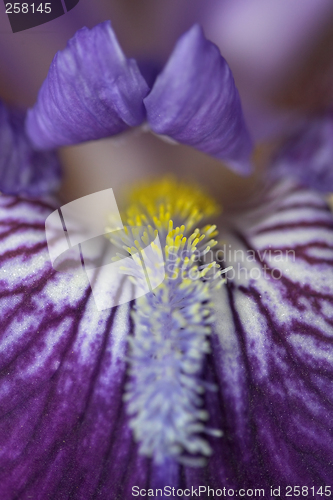 Image of Closeup of a flower