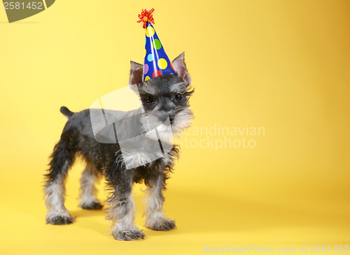 Image of Little Minuature Schnauzer Puppy Dog