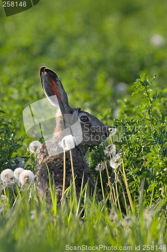 Image of Hare in a field