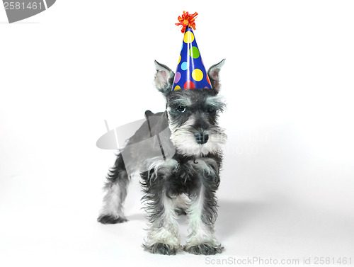 Image of Birthday Hat Wearing Miniature Schnauzer Puppy Dog on White