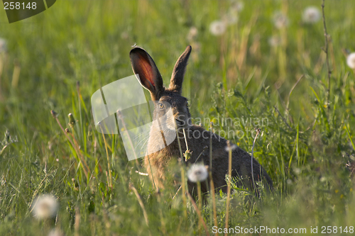 Image of Hare in a field