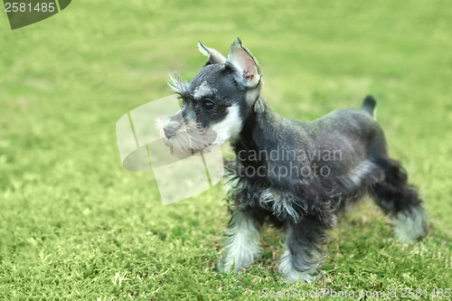 Image of Little Minuature Schnauzer Puppy Dog
