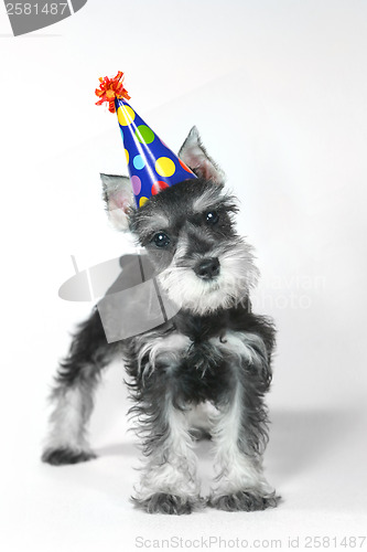 Image of Birthday Hat Wearing Miniature Schnauzer Puppy Dog on White