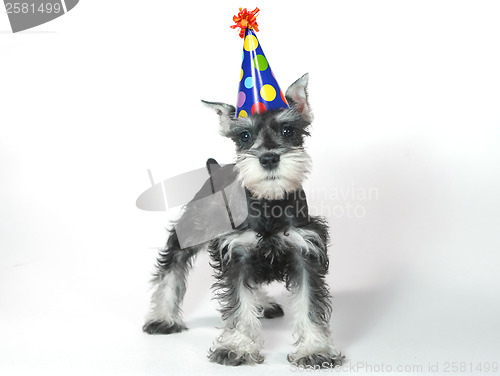 Image of Birthday Hat Wearing Miniature Schnauzer Puppy Dog on White