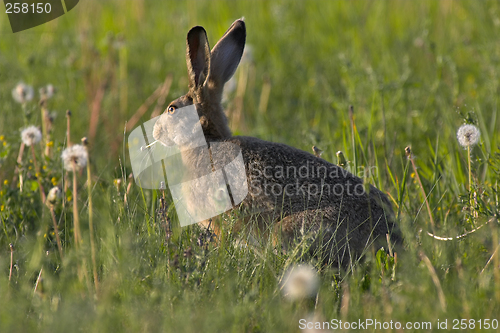 Image of Hare in a field