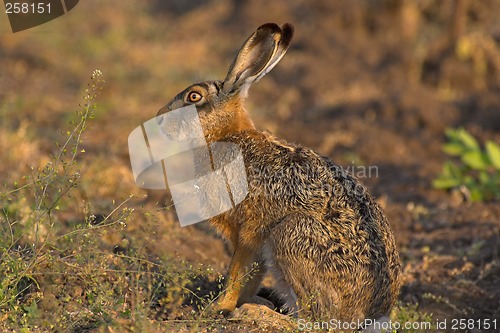Image of Hare in a field