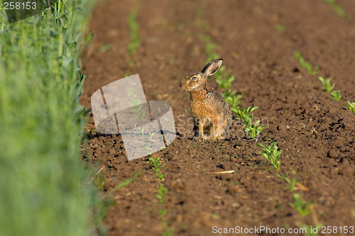 Image of Hare in a field