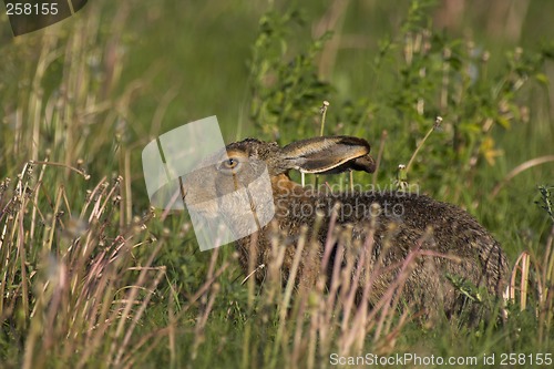 Image of Hare in a field