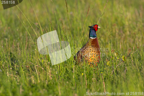 Image of Pheasant