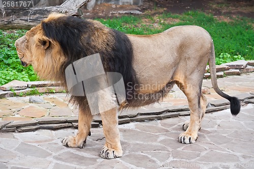 Image of Lion