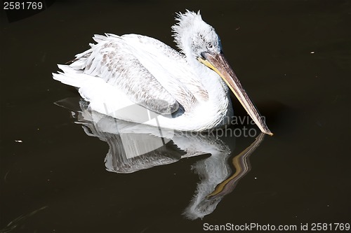 Image of Pelican