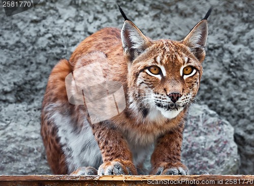 Image of Lynx