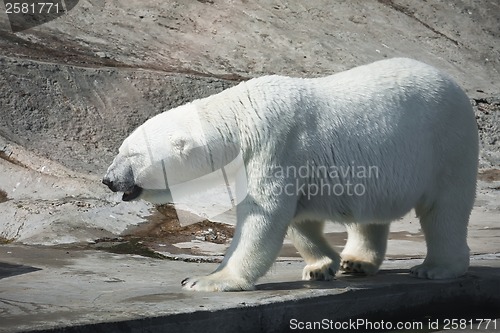 Image of Polar bear