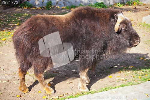 Image of Muskox