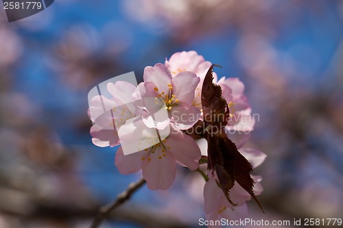 Image of Cherry blossom