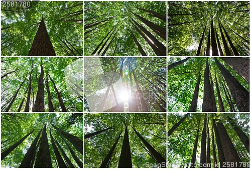 Image of Green forest