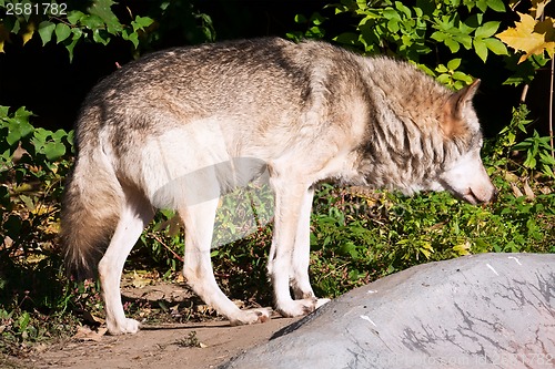 Image of Wolf