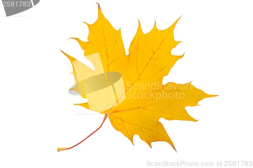 Image of Maple leaf