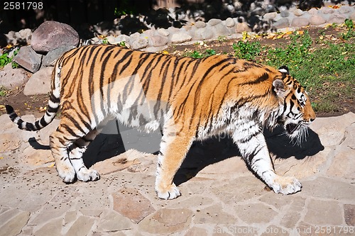 Image of Tiger