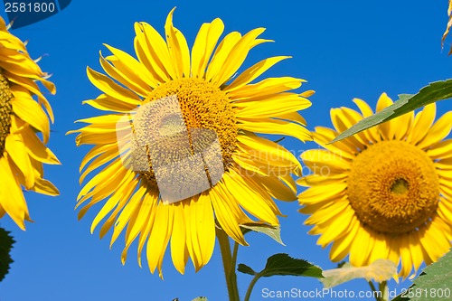 Image of Sunflower