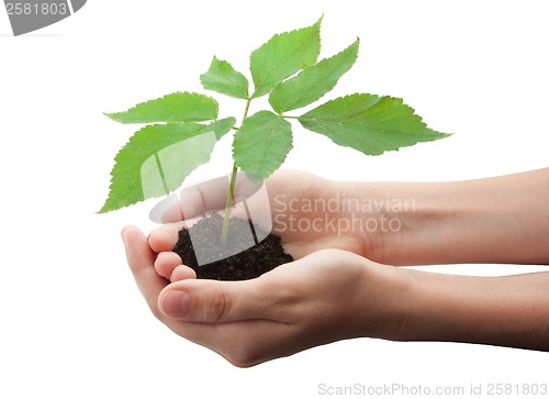 Image of Tree in hands