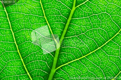 Image of Green leaf